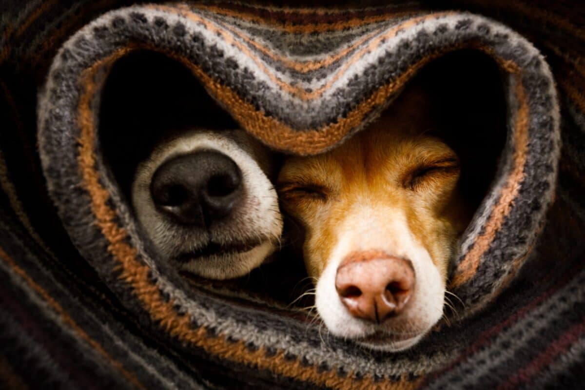 ᴘᴇᴛꜱ ᴄᴀʀᴇ